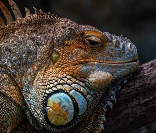 Jaka różnica między namiotem trzy- a czterosezonowym camping