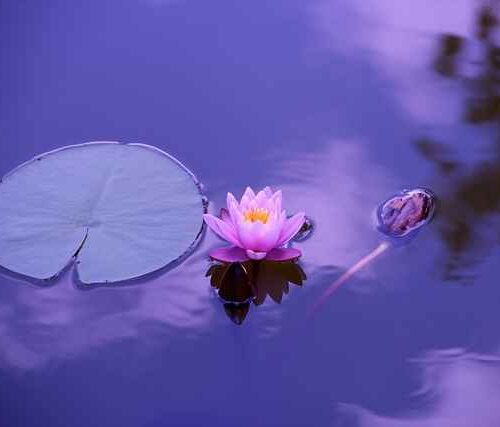 Czy kontakt z żywymi roślinami zmniejsza ciśnienie krwi – fakty